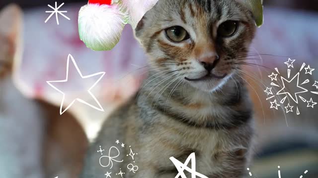 Last Christmas Cat