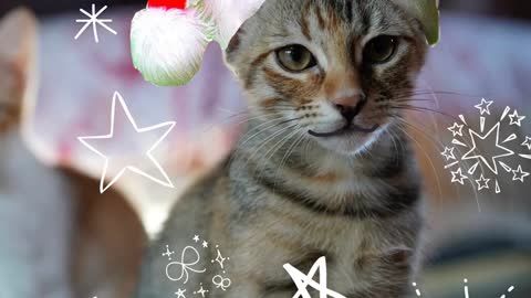 Last Christmas Cat