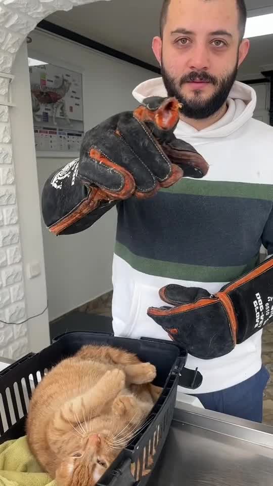 funny|prank|jokes|funny jokes|dad jokes|funny memes|funny video|fun|laughing|funny animal|knock