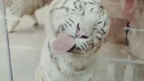 funny animals