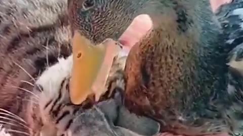 Duck is playing with cat