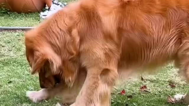 The dog is too smart to subdue the thief this way👍