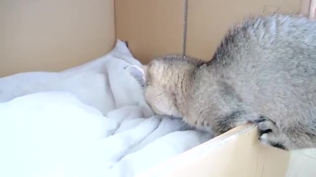 Daddy cat Coco meets baby kittens for the first time