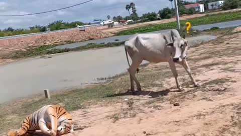 Fake Tiger Vs Cow So Funny Try Not to Laugh || Prank 2021 ||