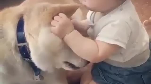 Cute dog and baby video 😍😍