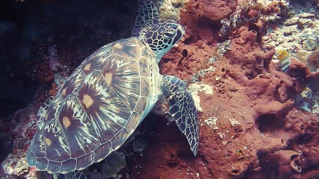 Turtle in the water