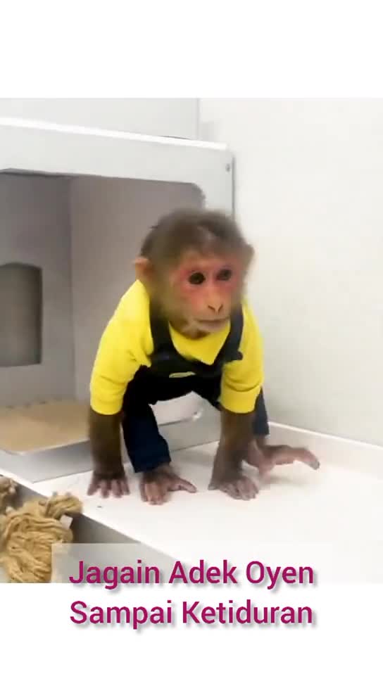 Cat remarkably startled by harmless object