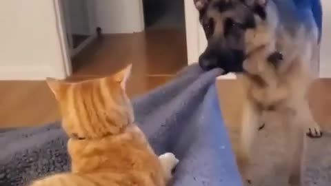 Funny video Dog & cat