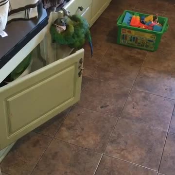 Sam the macaw wants a snack