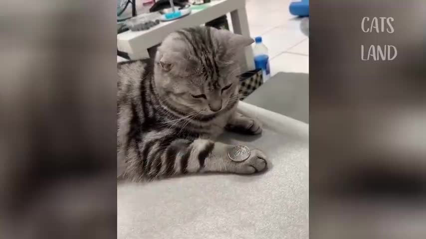 See how funny this cat is, see their reaction, what does it do?