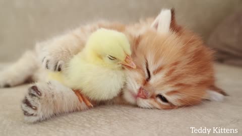 A cat sleeps together a chick