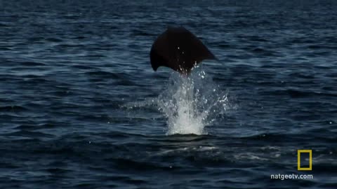 Gigantic School of Rays Untamed Americas