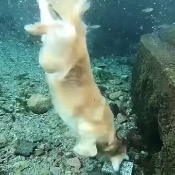 Golden Retriever's flawless sea lion impression