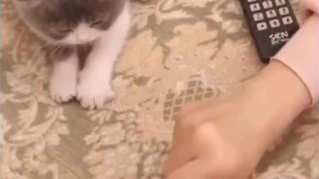 Cat play with his owner funny moment