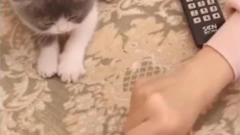 Cat play with his owner funny moment