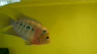 Flowerhorn fish female