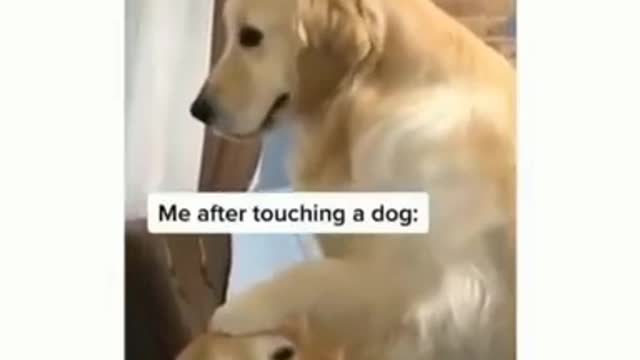 Cutest dog moment is men prank dog