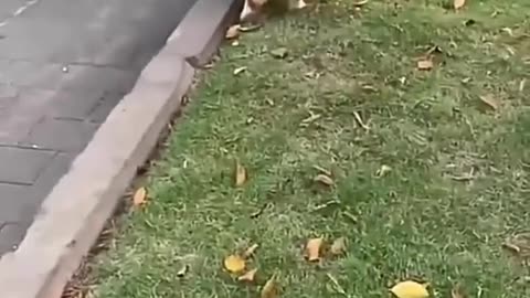 Poor little Dog :(