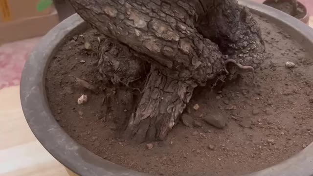 The old branches with green leaves have a very old taste