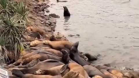 Sea seals sensing #hurricane before landing