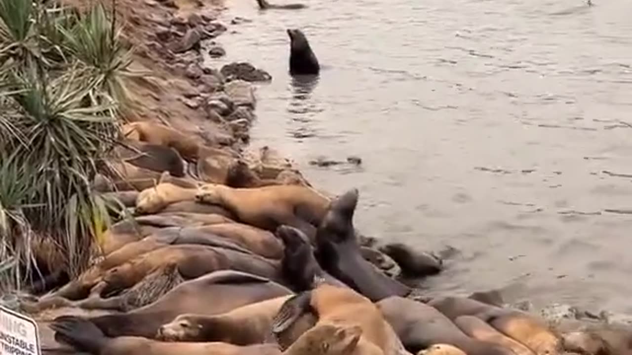 Sea seals sensing #hurricane before landing