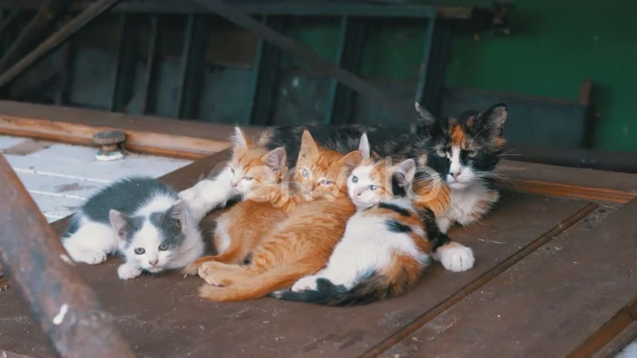 Tiga Anak Kucing Hitam dan Merah Kecil yang Buta yang Baru Lahir Merangkak di Latar Belakang Putih