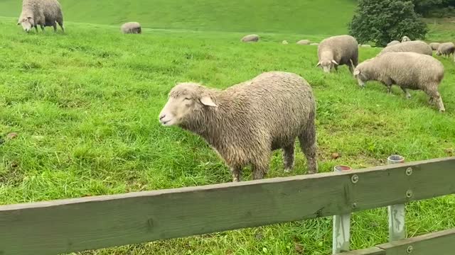 A head-shaking sheep