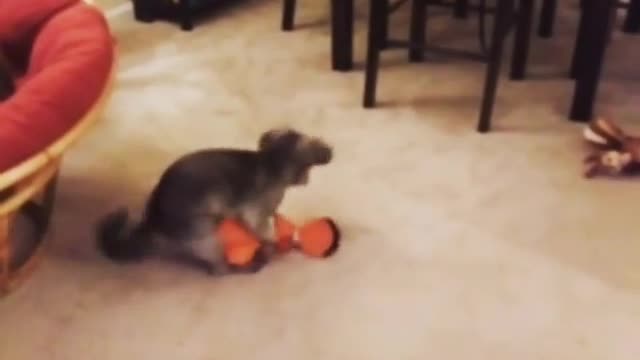 Nsfw dog on top of nemo toy