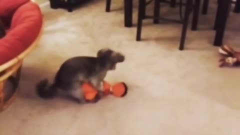 Nsfw dog on top of nemo toy