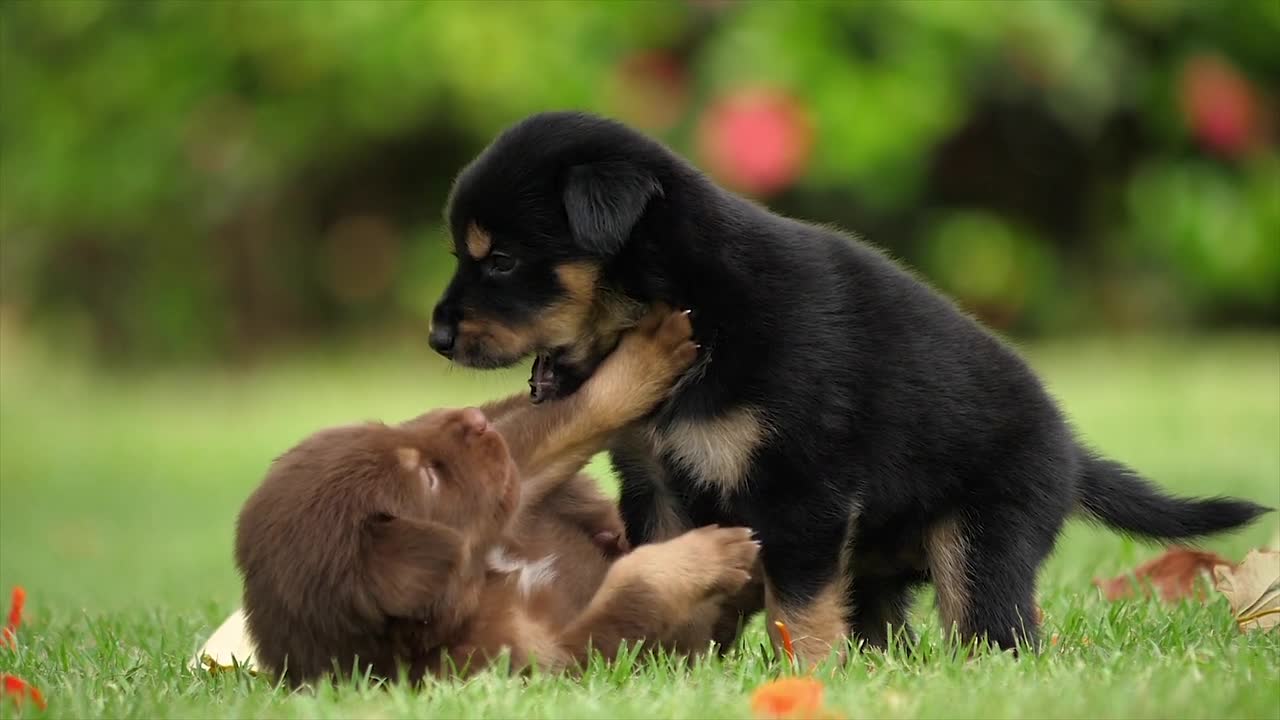 Cachorros felices