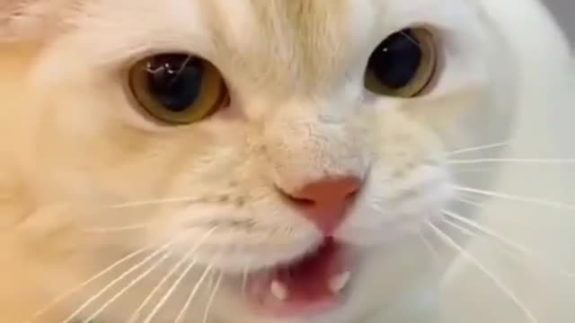 Super Cute Animals Cute cats and Funny dogs videos compilation