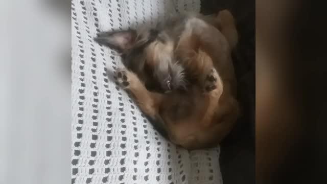 contortionist dog!!!🥰🥰