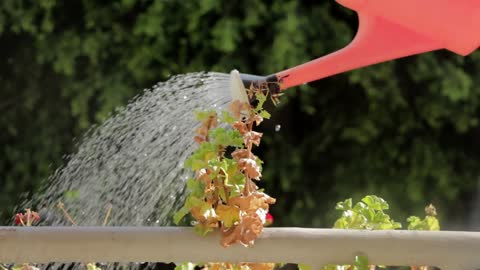 Watering young trees