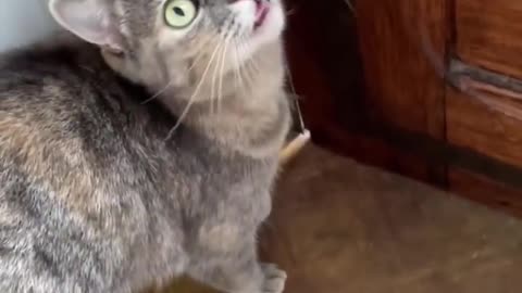 Funny Cat video