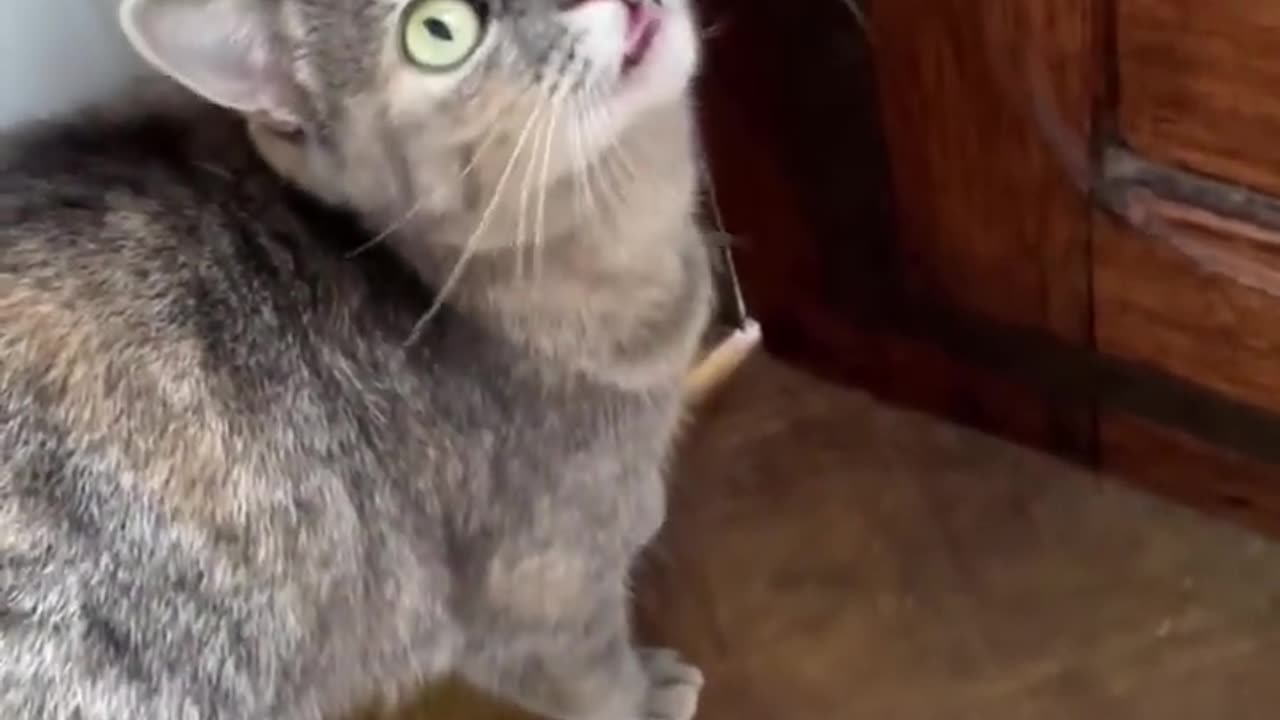 Funny Cat video