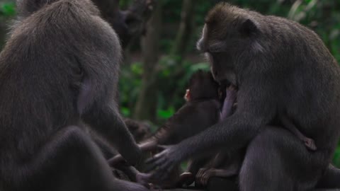 World 🌎 lovely monkey family videos