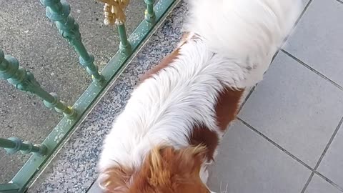 My cute dog Rex 🥰