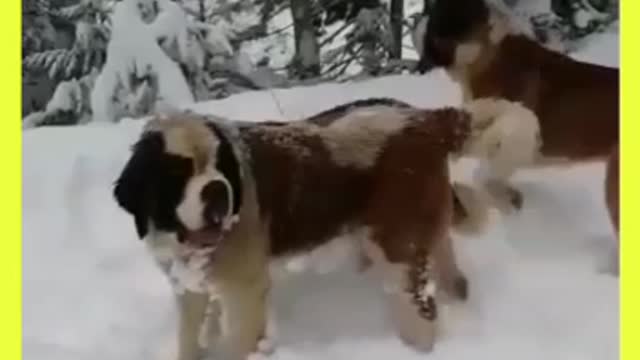 🤣Cut funny dogs in 🤡Iceland must watch this funny moments 🙀🙀