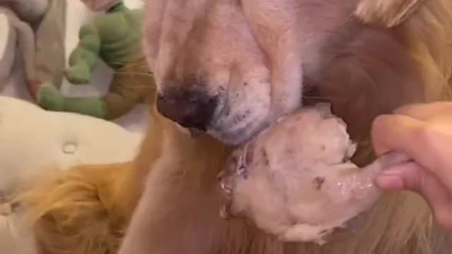 Tears were left in Puppy's mouth