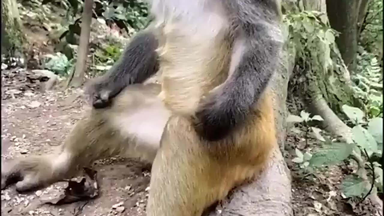 You won't be able to stop laughing after seeing this monkey.🫢😃🤓