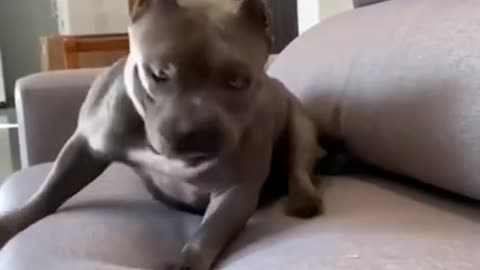 Top 3 funniest pitbull videos 