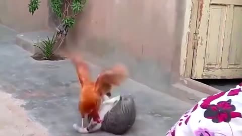 CAT vs Chicken Fight