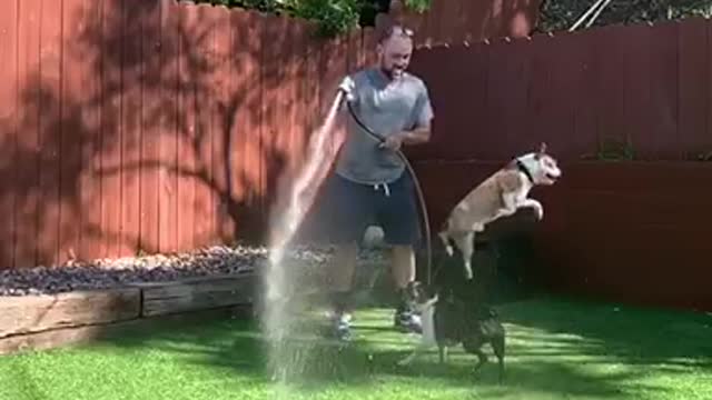 Two dogs playing with hose water man