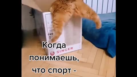 Funniest Cats 😹 - Don-t try to hold back Laughter 😂 - Funny Cats Life 20