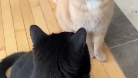 funny cats