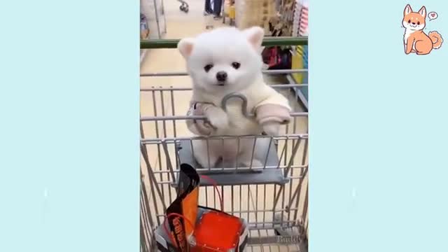 Cute Puppies and Smart Dogs Compilation 2021