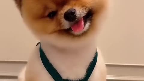 Fluffy Cute Dog Posing For A Photo Shoot