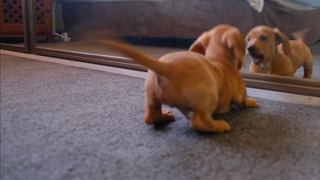 dog sees his reflection in the mirror and does something amazing🤭