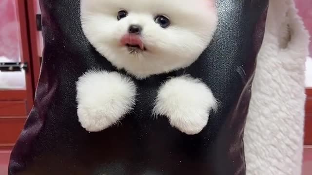 Whose baby is this? This is my baby