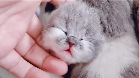 Another litter of blue and white babies is so cute